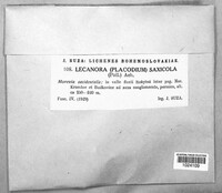 Protoparmeliopsis muralis image